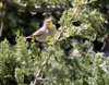 Palm Warbler